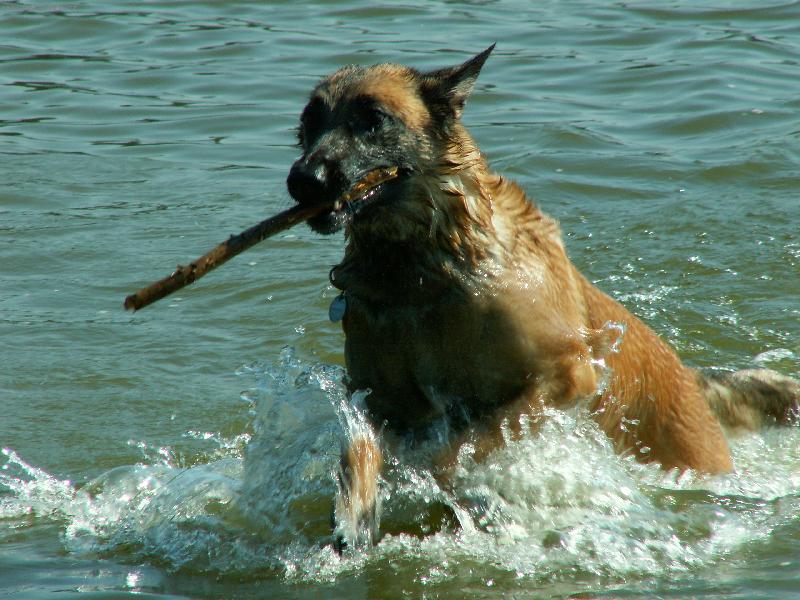 Foto: N�� PES NA DOVOLEN� 2-koup�n�