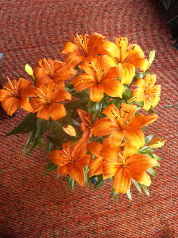 Foto: Nejkr�sn�j�� rozkv�t-N�dhern� rozkvetl� lilie