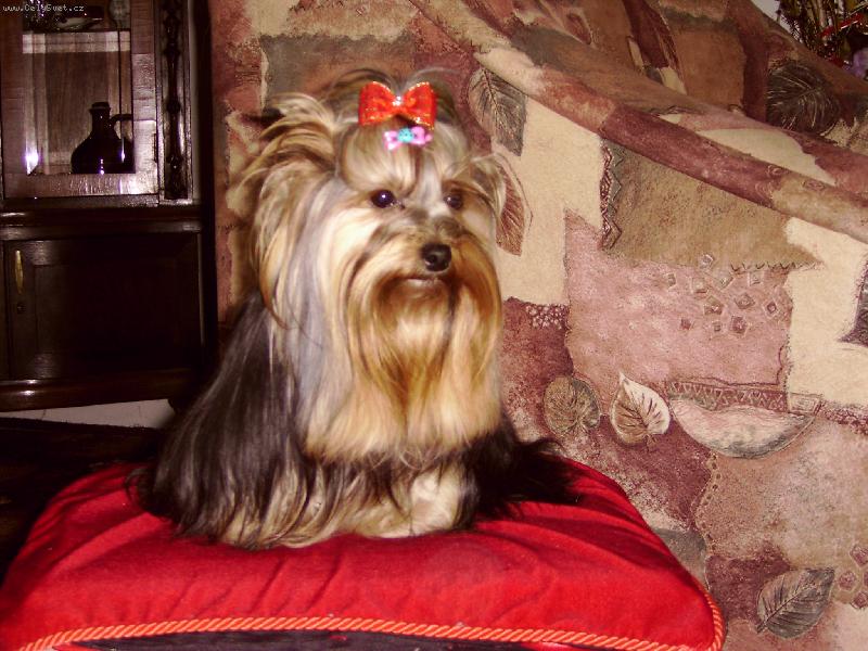 Foto: Zlat��ko-Na�e milovan� fene�ka