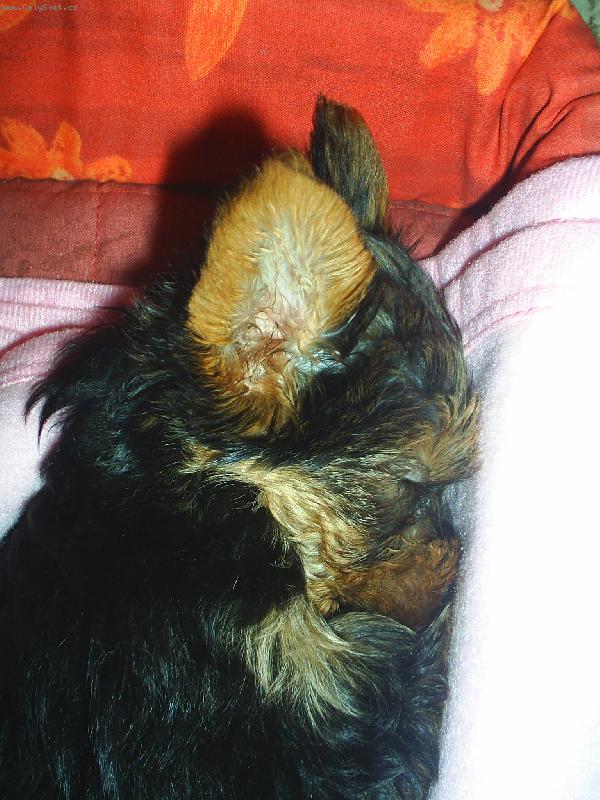 Foto: pros�m,neru�it :)!-1 ove�ka,2 ove�ky,3 ove�ky......