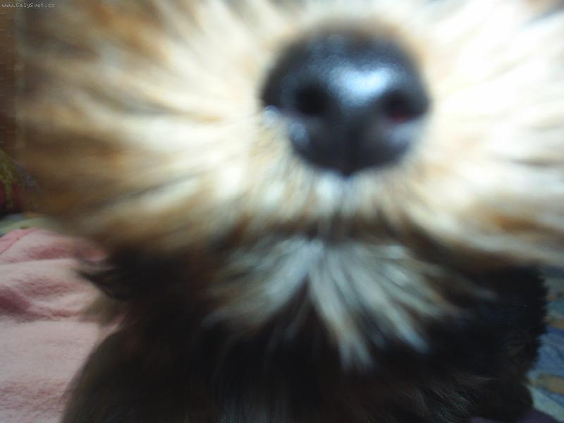 Foto: �um��ek Nelinky-dej mi pusu,brouku :O******   :)!