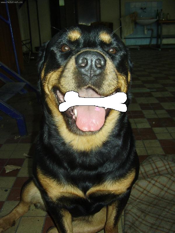 Foto: malinkej pejs�k-Tak to je n�e mal� Sind�nk�,mno kost je dod�lan�!