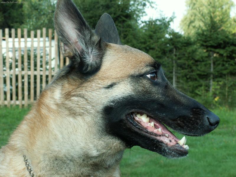 Foto: Daisy-portr�t