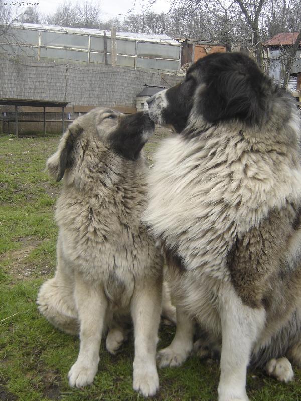 Foto: jaro p�sob�......