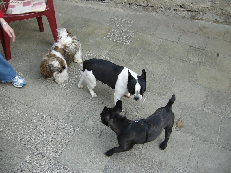 Foto: Blueberry s k�mo�ema