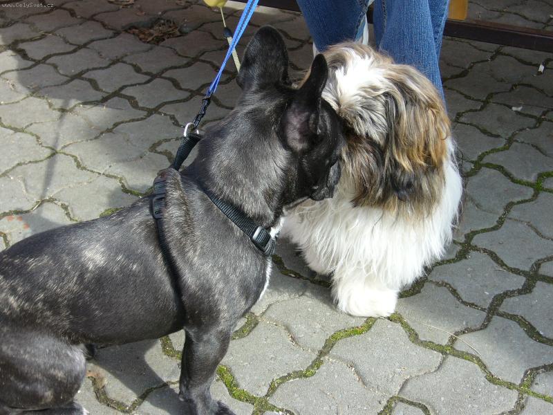 Foto: Blueberry-dej mi pusu :-)