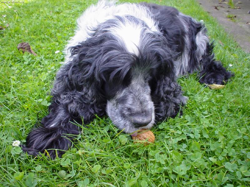 Foto: Don�k-m�j nejlep�� kamar�d :'(