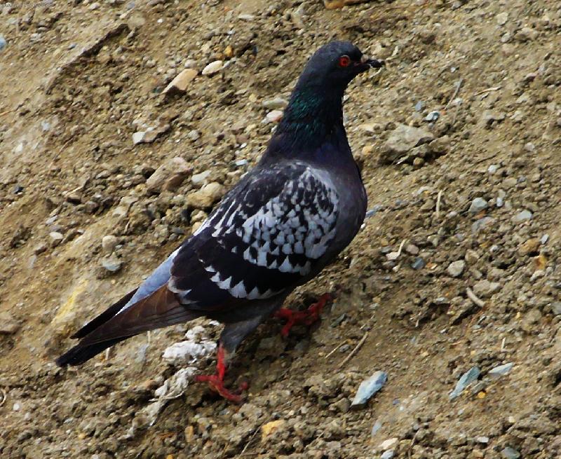 Foto: Neotravuj, sh�nim materi�l na opravu hn�zda.