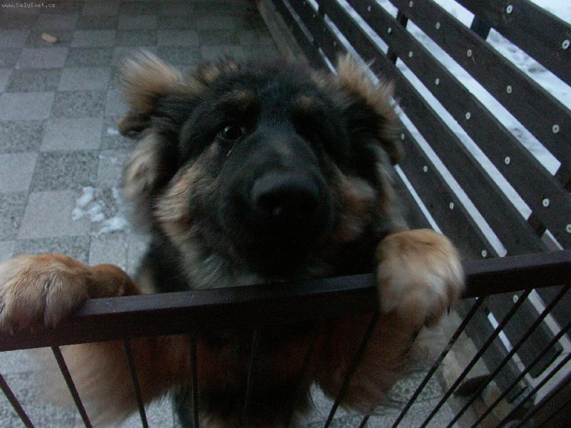 Foto: Chci pohladit...