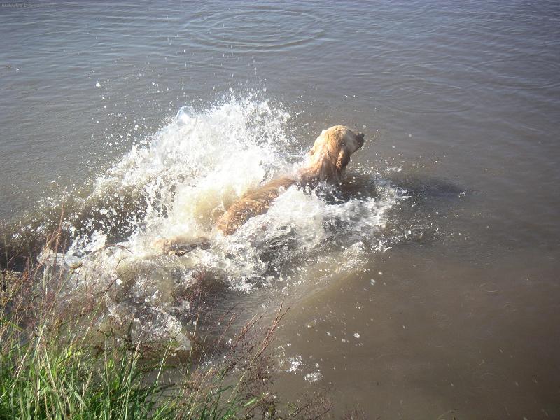 Foto: Aport!!-N� pejsek Betty