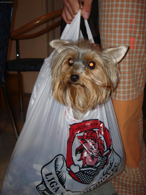 Foto: Kdy� pr��, zalezu do ta�ky a jdem!-V�bec nevad�, kdy� zrovna nesv�t� slunko, �apky m�m st�le �ist�...