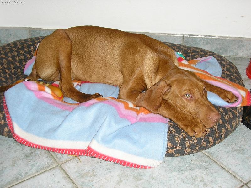 Foto: Po n�ro�n�m v�let� zaslou�en� odpo�inek :o)