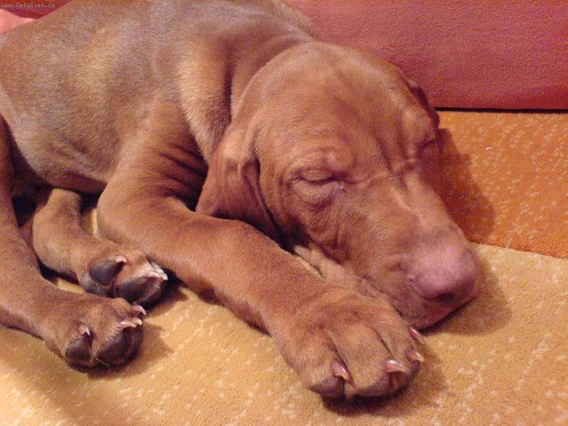 Foto: P����t spink�m...