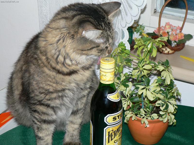 Foto: NA�E ALKOHOLI�KA-FERNET ,FERNET ,FERNET