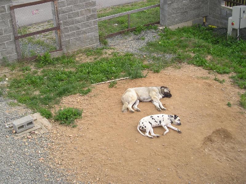 Foto: Odpo�inek-Na�i pejs�nci si dali pauzi�ku