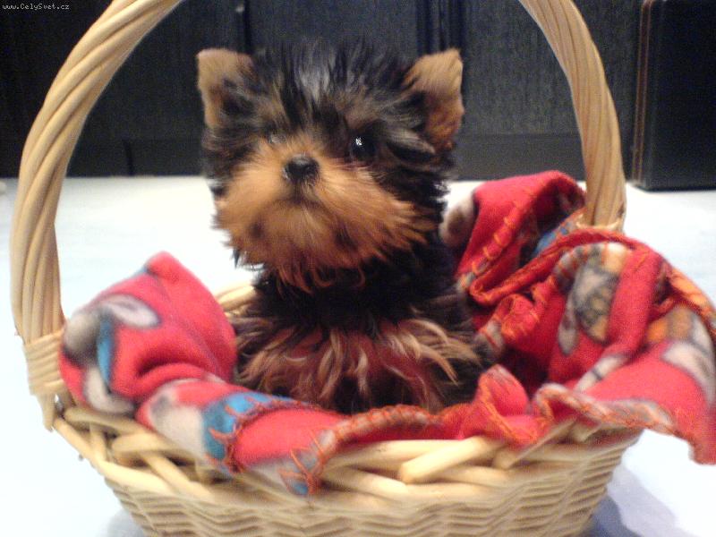 Foto: N� bob��ek �ik�sek-Tak jsem si p�ipravoval ko���ek na Velikonoce