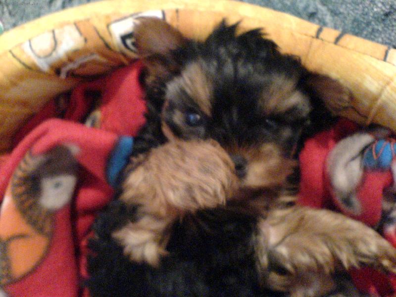 Foto: Speedy-Pr�v� po probuzen�