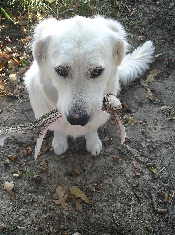 Foto: �ek�m!!!!-Zase ten aport!!!!!Ach jo... :)