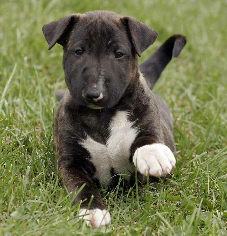 Foto: Bulinka-pik, pik, p�za...