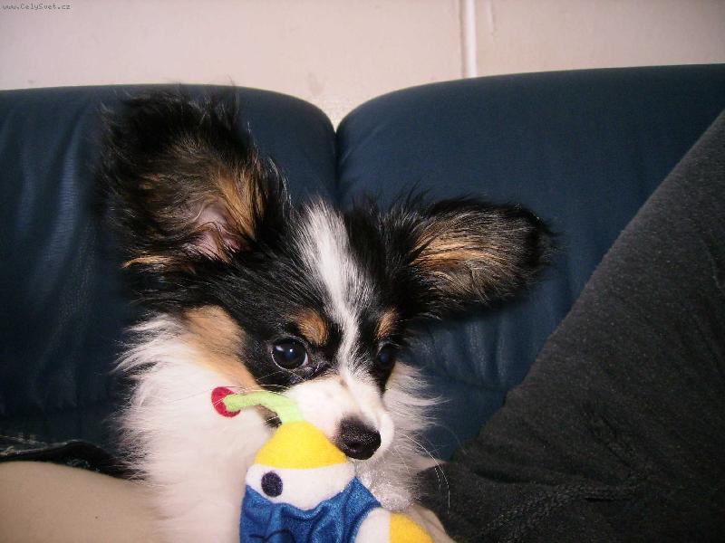 Foto: Denny s hr�kou-To je moje hra�ka, nikomu j� ned�m...