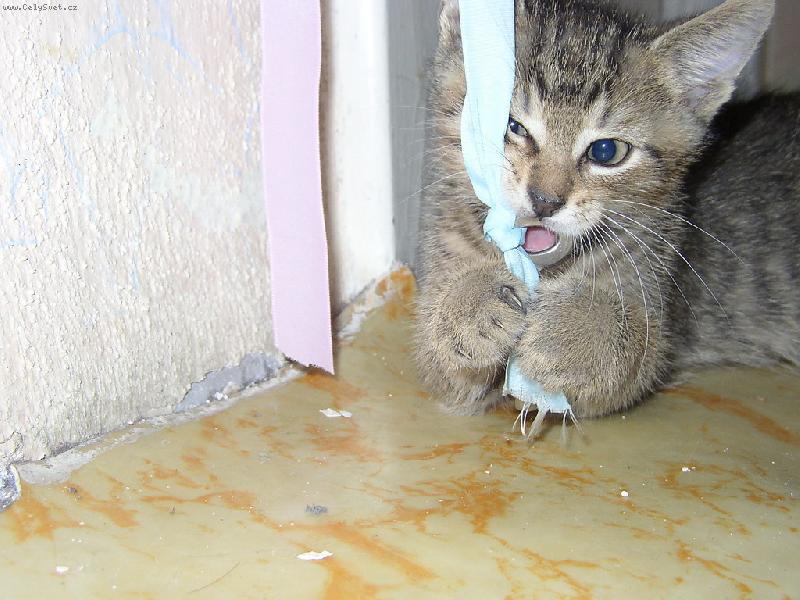 Foto: Mal� �elmi�ka-Nebra� se, stejn� v�, �e t� p�eperu!:-D