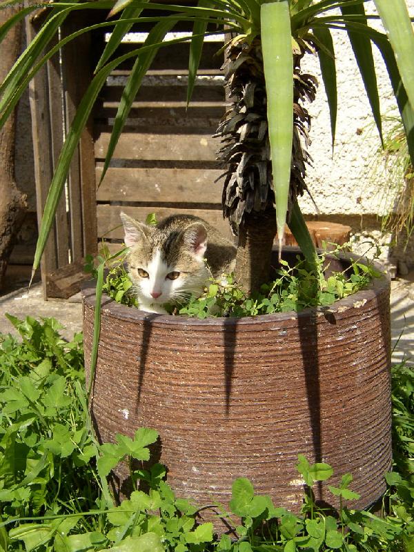 Foto: Nezn�m nic lep��ho...-ne� se v�let u mo�e pod palmou :-D