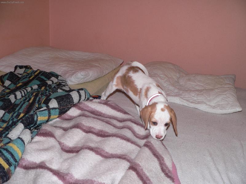 Foto: Brrrr to je ale dneska zima...-J� se chci taky p�ikrejt..