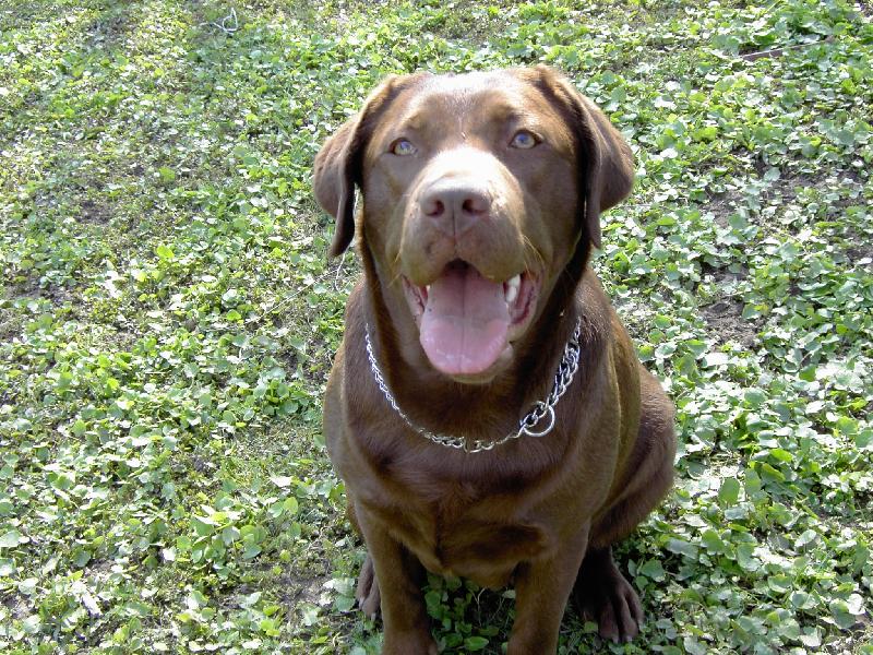 Foto: A je tady Jaro-Tak tohle jsem j�,�okol�dov� labrado�� d�ma B�rney : )