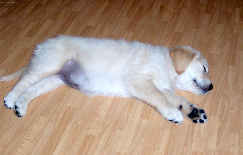 Foto: Jessie v limbu-na�e Jessie p�em��l�:" To byl ale dobr� ob�d!"