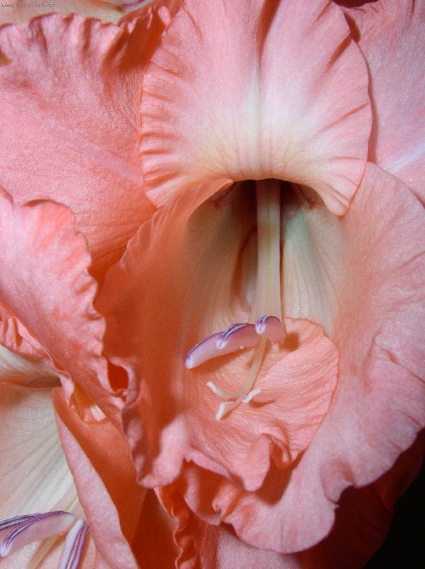 Foto: detail me��ku