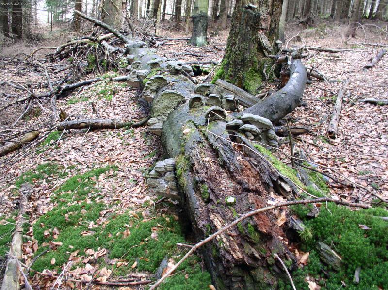 Foto: ani strom nechce b�t ve smrti s�m