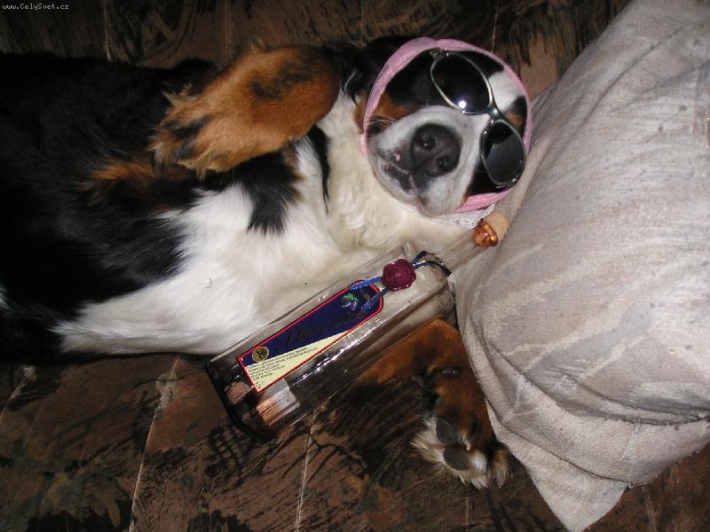 Foto: Ani se nepod�lila-vlk je alkoholik