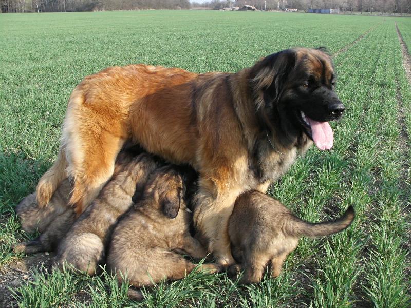 Foto: CHS Galaxy Oss-Sn�dan� v tr�v�