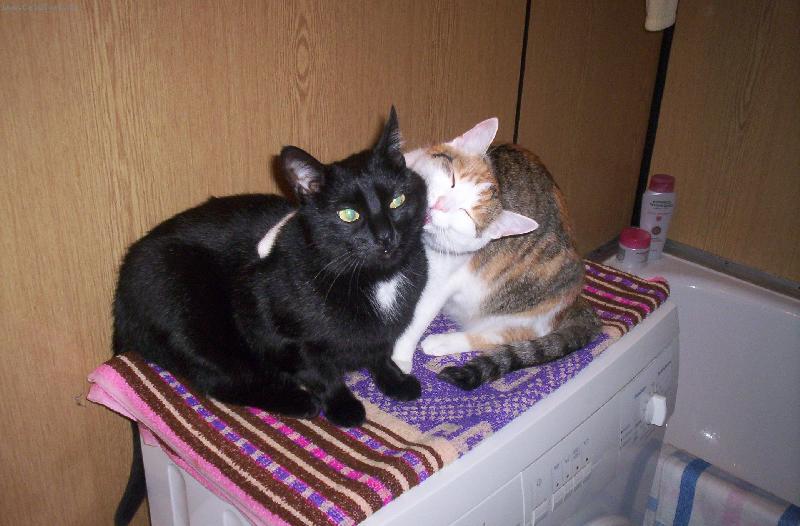 Foto: Moje ko�i�ky-Um�t a sp�t :o)