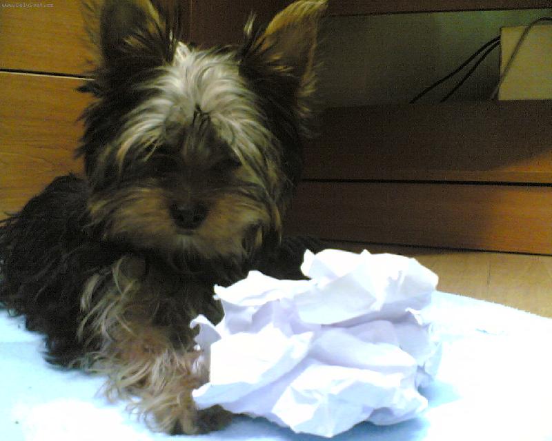 Foto: Sarinka hlida ulovek