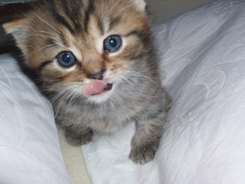 Foto: Happy-co mi d� dobr�ho?