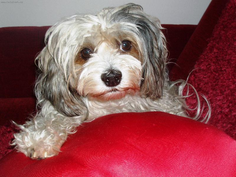 Foto: Rocky-jsem srdcov� pes...