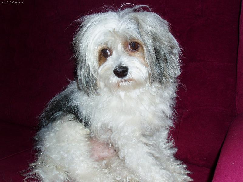 Foto: Rocky-nekoukejte na m� tak smutn�...