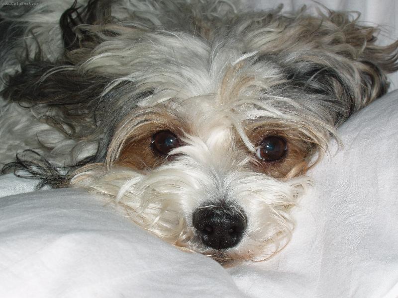 Foto: Rocky-miluje� m�??