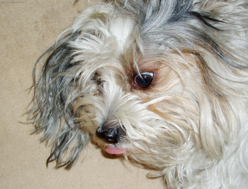 Foto: Rocky-Fujtabl!! ....co jste mi to p�idali do misky??