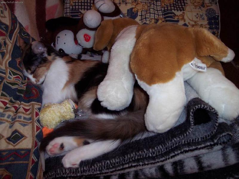 Foto: Jako u maminky-Derinka odpo��v�