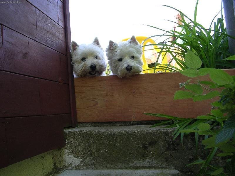 Foto: nesm� na ko�i�ky!-na�i mil��ci