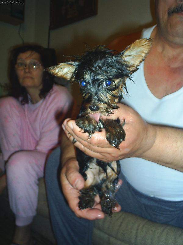 Foto: Nelinka jako �ivava-jork��rek po vykoup�n� p�em�n�n� na �ivavu :)