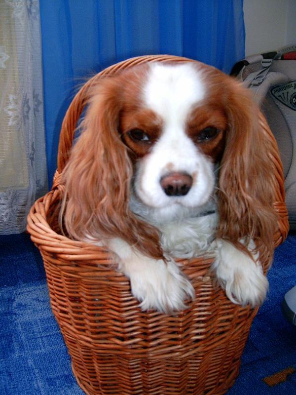 Foto: Luc��ka-na Velikonoce (novej druh kral��ka:-D)