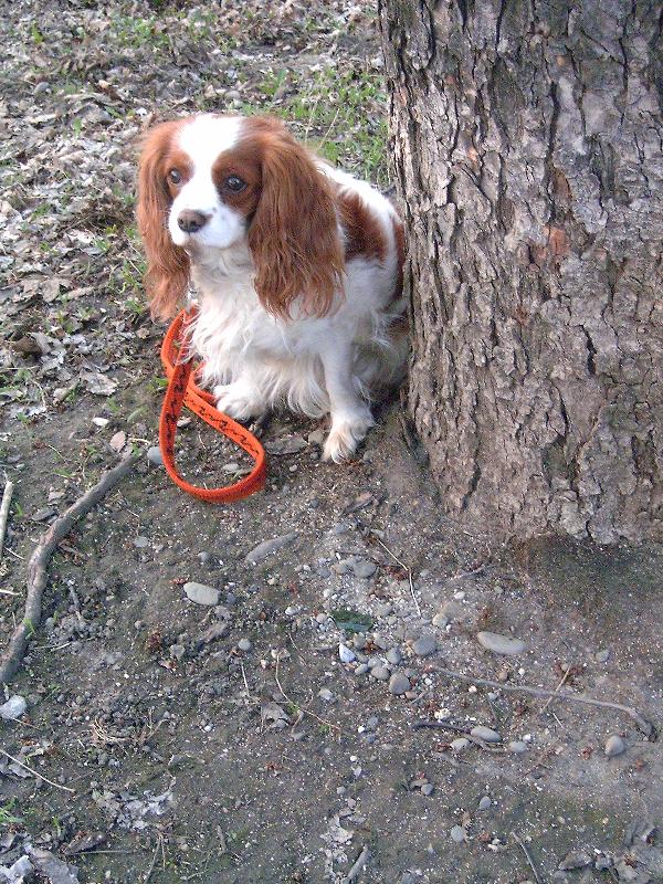 Foto: Luc��ka-to je ale poslusnej pejsek tomu neodolas a posles 5 bodu vid?:-*kujiiii