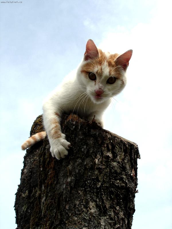 Foto: V�dy ve st�ehu...