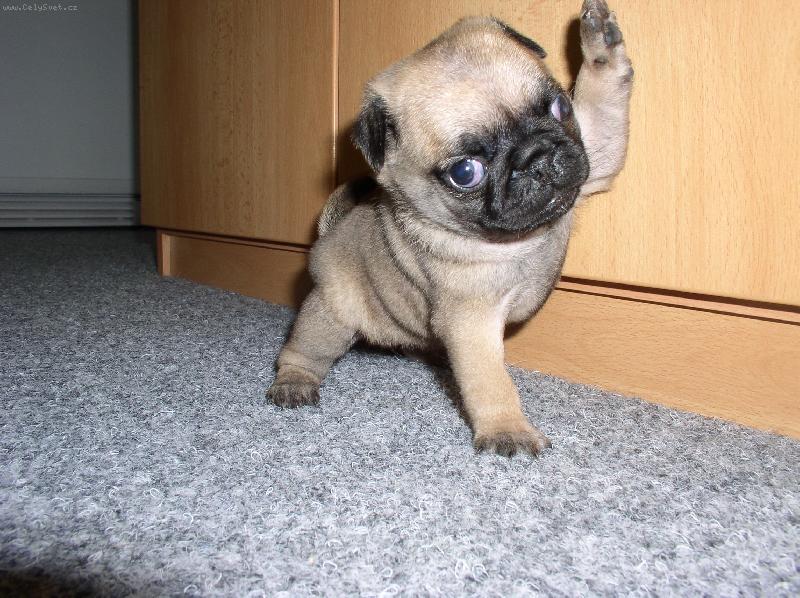 Foto: vsechny vas zdravim!!-je to hnede kastanovy mops ted uz je rok a pul stara a je to moc hodny rodinny pes