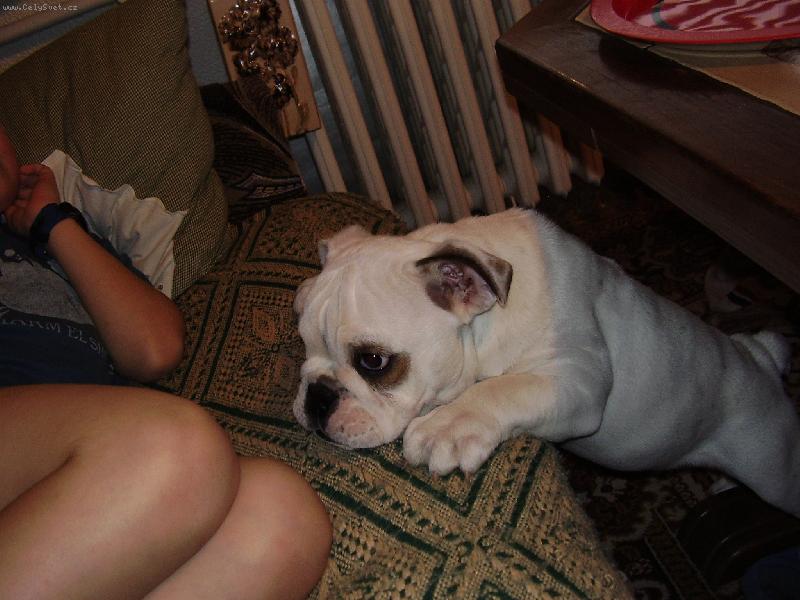 Foto: J� chci k v�m...-�t�n� Angl. buldoka 3,5 m�s.