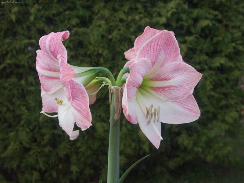 Foto: Kv�t amarylisu