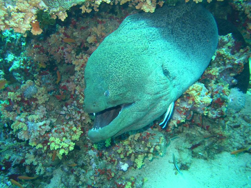 Foto: Mur�na z Rud�ho mo�e